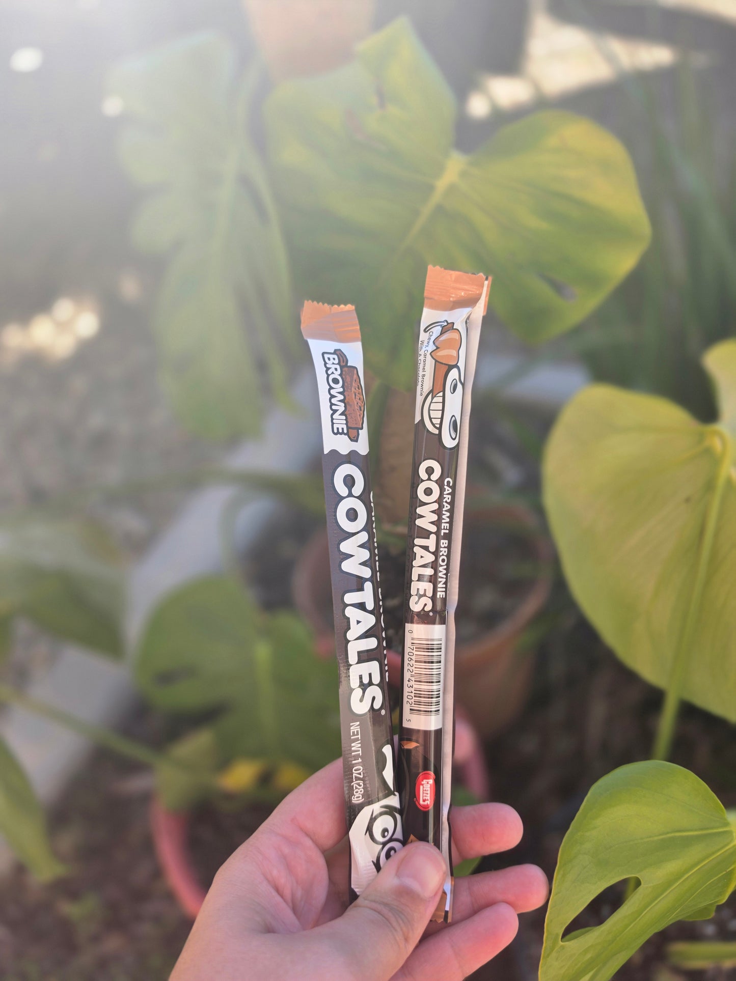 Cow Tales - Brownie