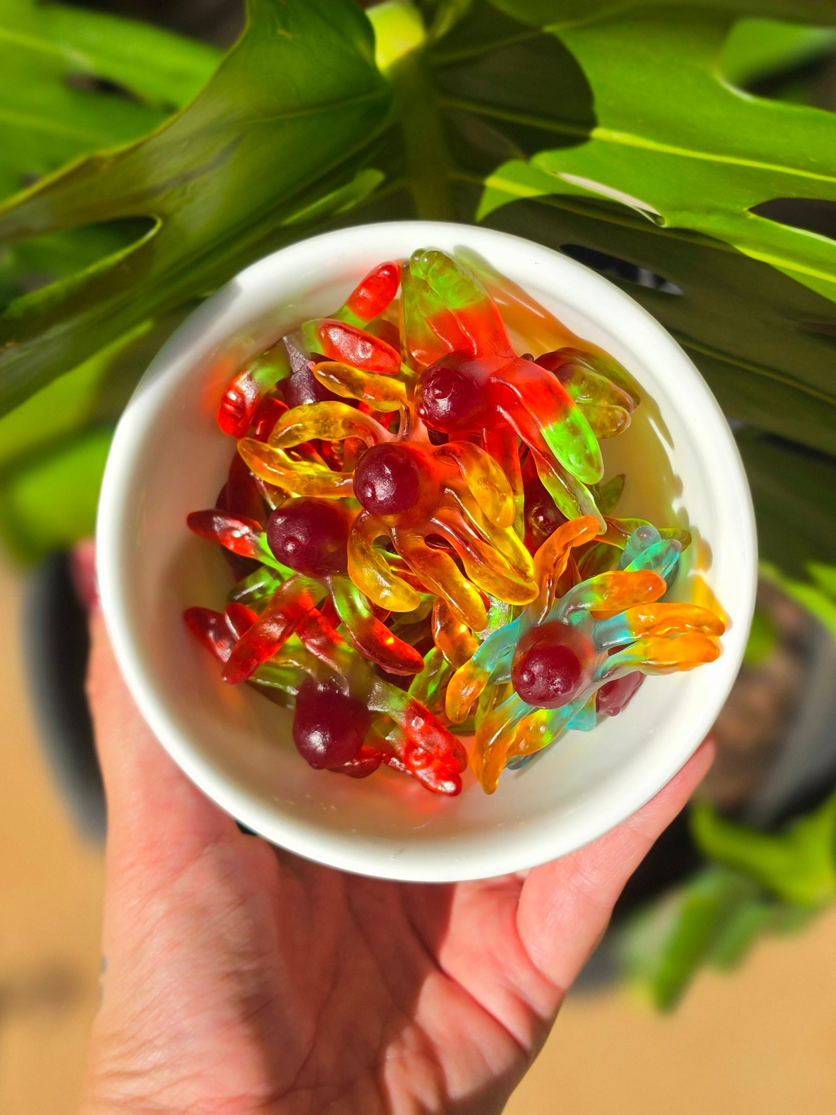 Gummi Octopus (GF)