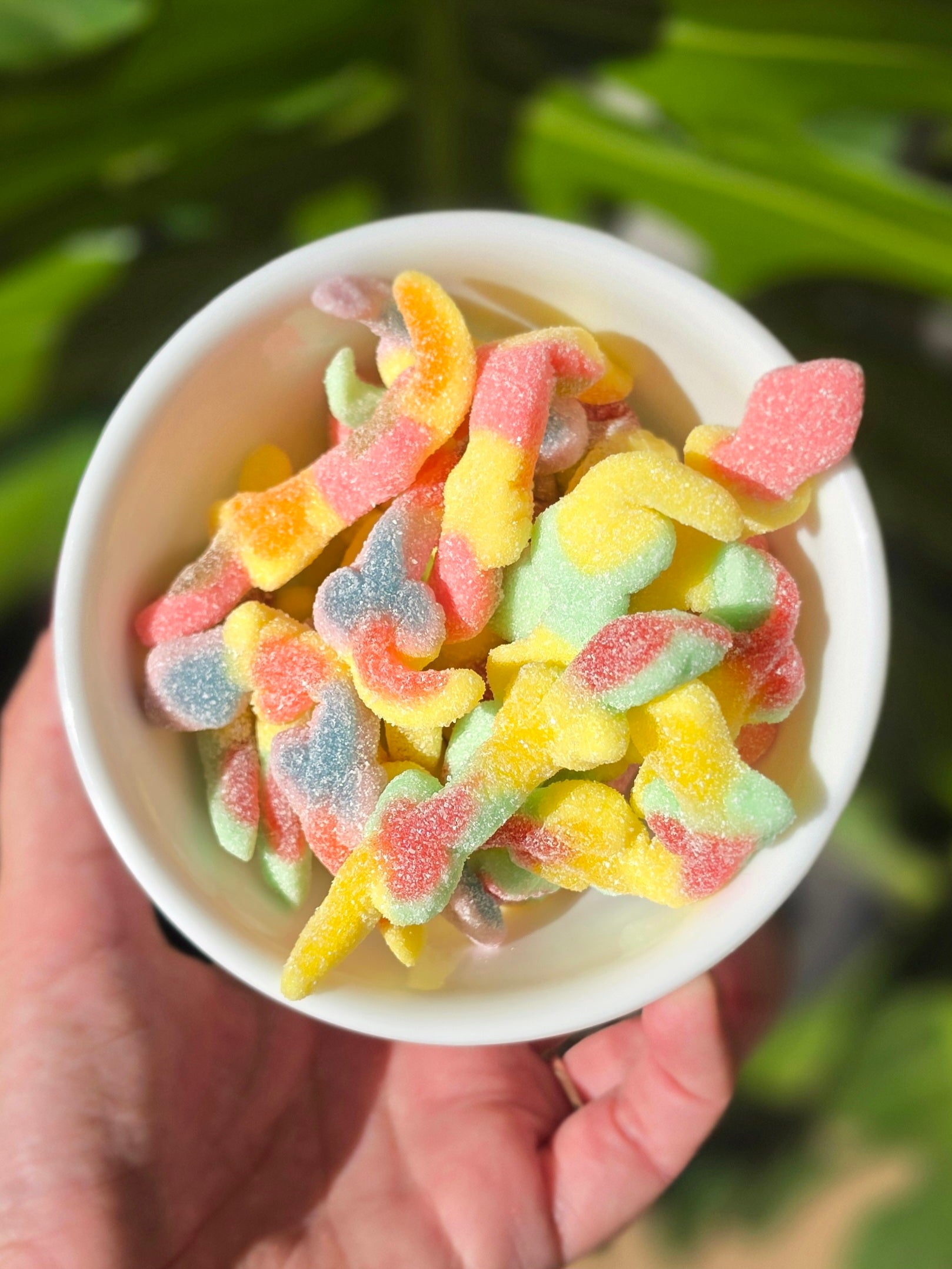 Sour Geckos (GF)